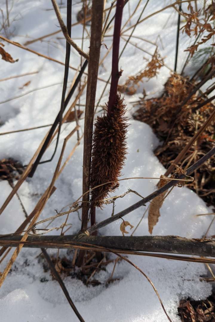 Blackberry Seed Gall Wasp &copy; © Spencer Hardy