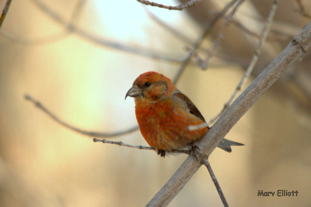 Red Crossbill at Marsh-Billings-Rockefeller NHP in 2012. &copy; © Marv Elliott