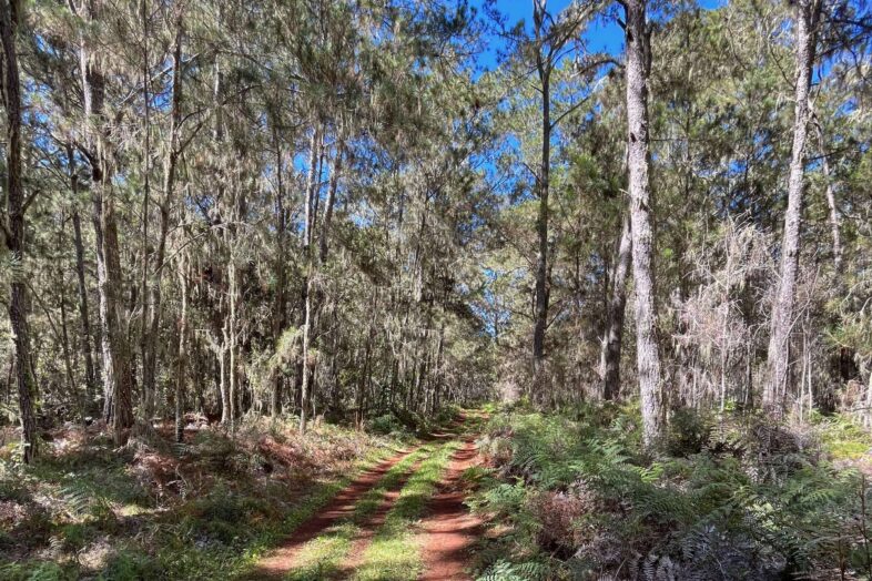 Hispaniolan Pine Forest