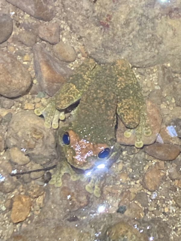 Hispaniolan Giant Tree Frog