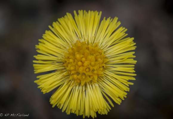 Coltsfoot blooming along a dirt road. &copy; © K.P. McFarland