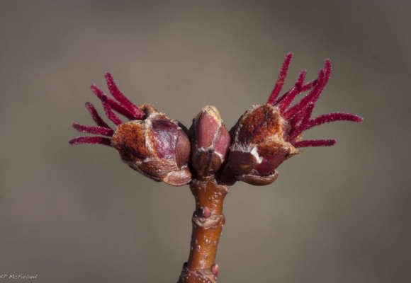 Silver Maple female flowers. &copy; © K.P. McFarland