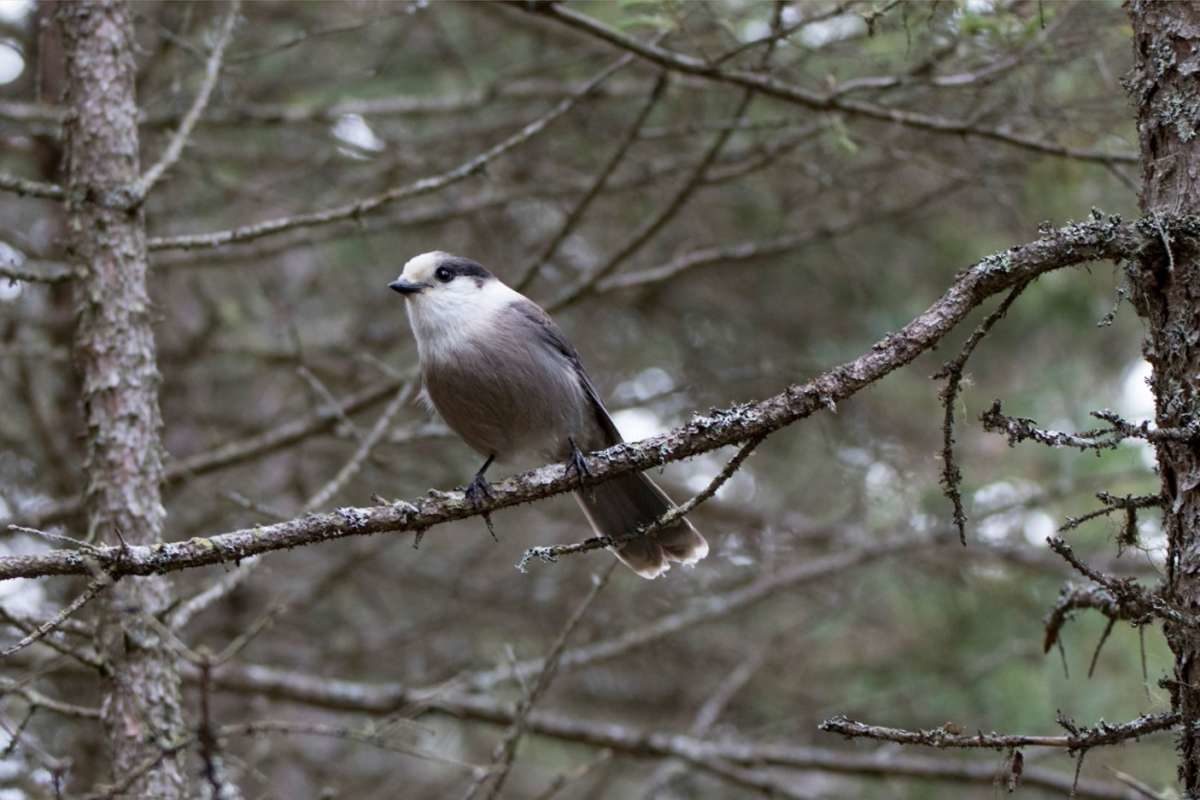 Canada Jay © K.P. McFarland