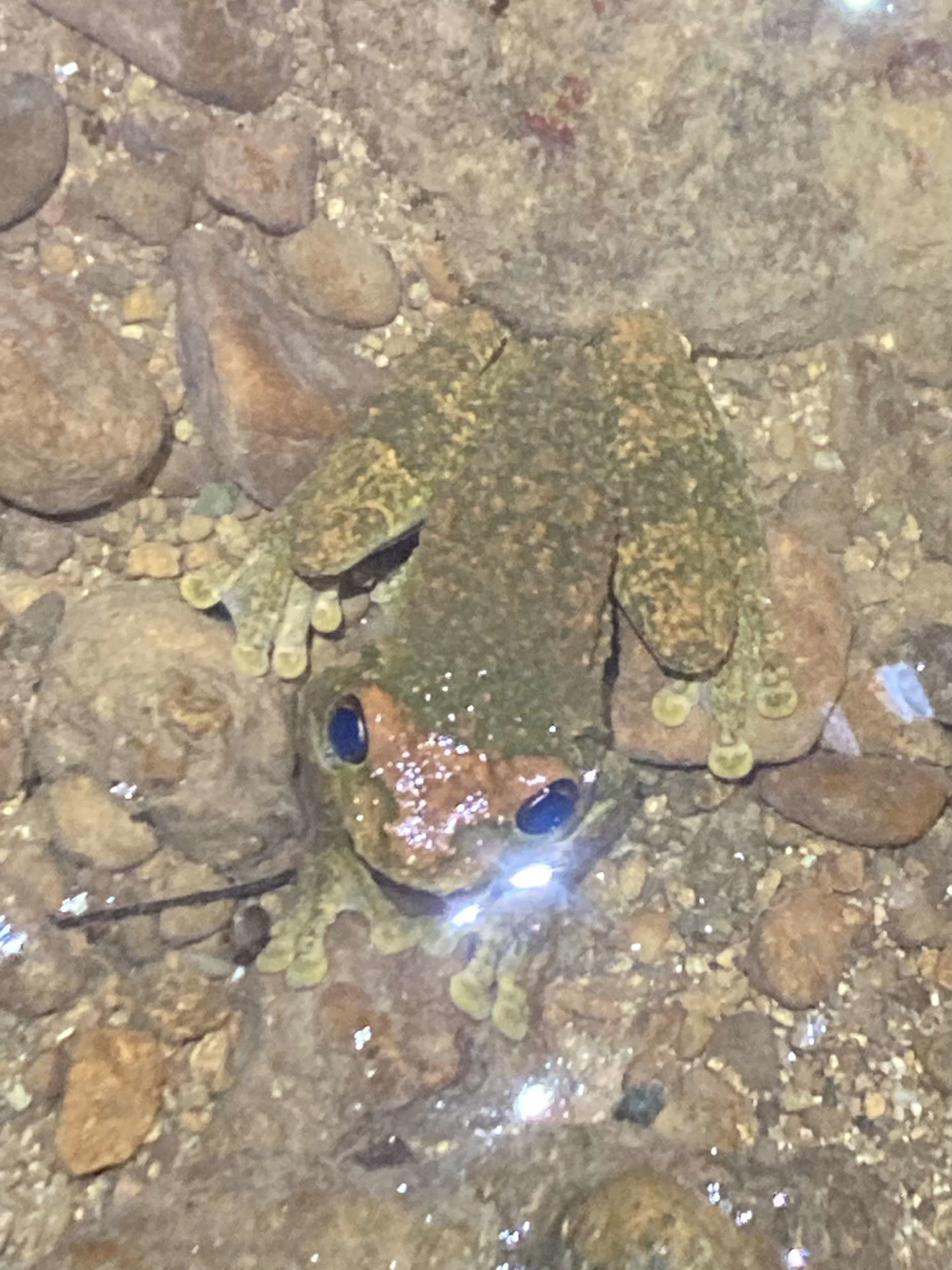 Hispaniolan Giant Tree Frog