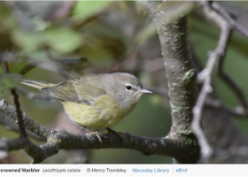 Vermont Birders Rally During 12th Annual eBird County Quest