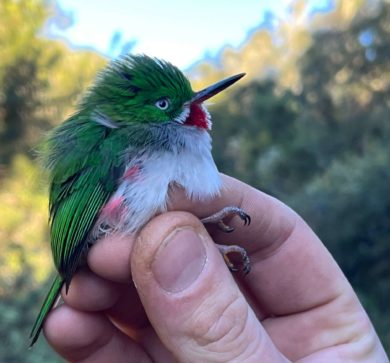 Narrow-billed Tody