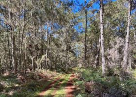 Field Report: Playing “Tag” with Bicknell’s Thrush in the Dominican Republic