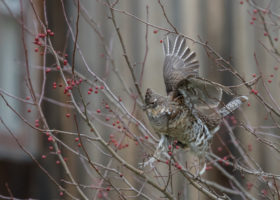 January 2023 Photo-observation of the Month