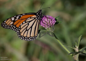 Vermont State Butterfly Proposed for Threatened Species Listing