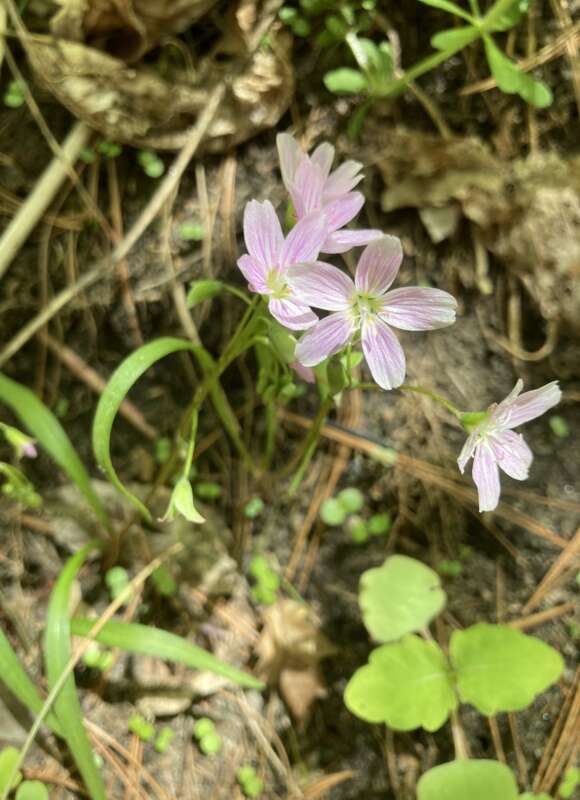 Meanwhile, the Virginia Spring-Beauty has long, slender leaves. &copy; © niquette-bay-state-park licensed under CC-BY-NC on iNaturalist