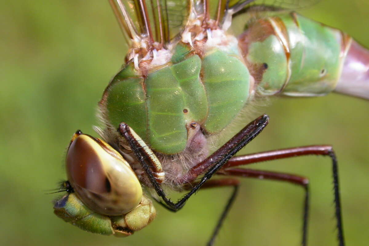 Common Green Darner &copy; © Kent McFarland