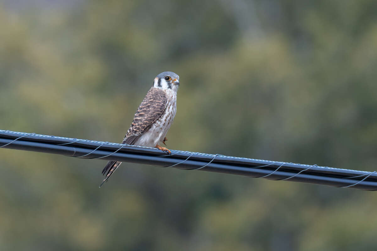 American Kestrel &copy; © Kyle Tansley licensed under CC-BY-NC on iNaturalist