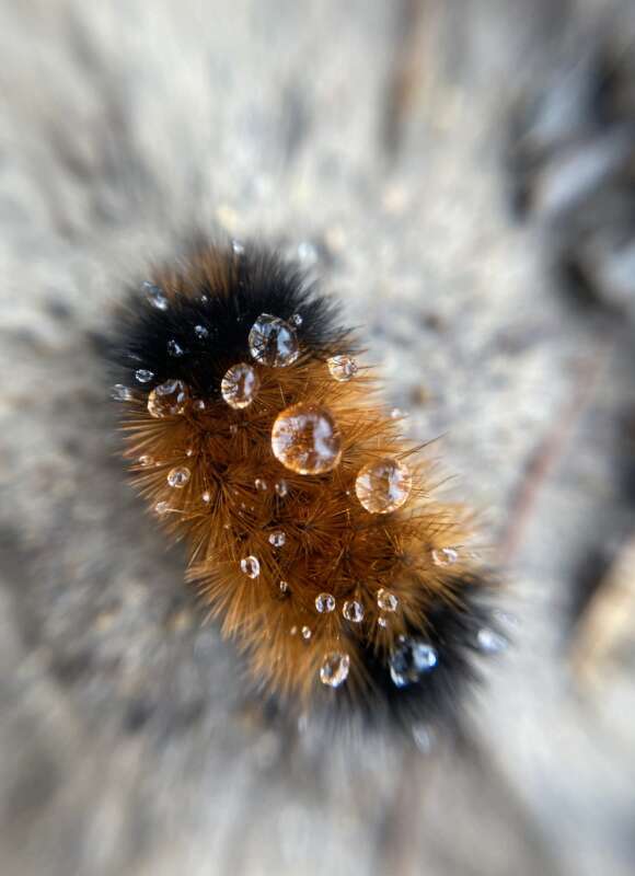 Isabella tiger moth, also known as a 