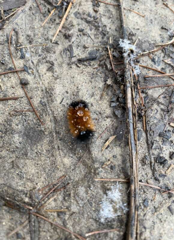 These freeze-tolerant insects have many strategies for surviving the depths of winter. &copy; © Cristy Doughty licensed under CC-BY-NC