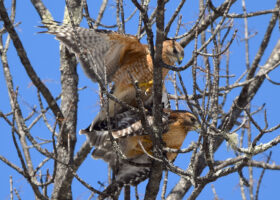 March 2023 Photo-observation of the Month