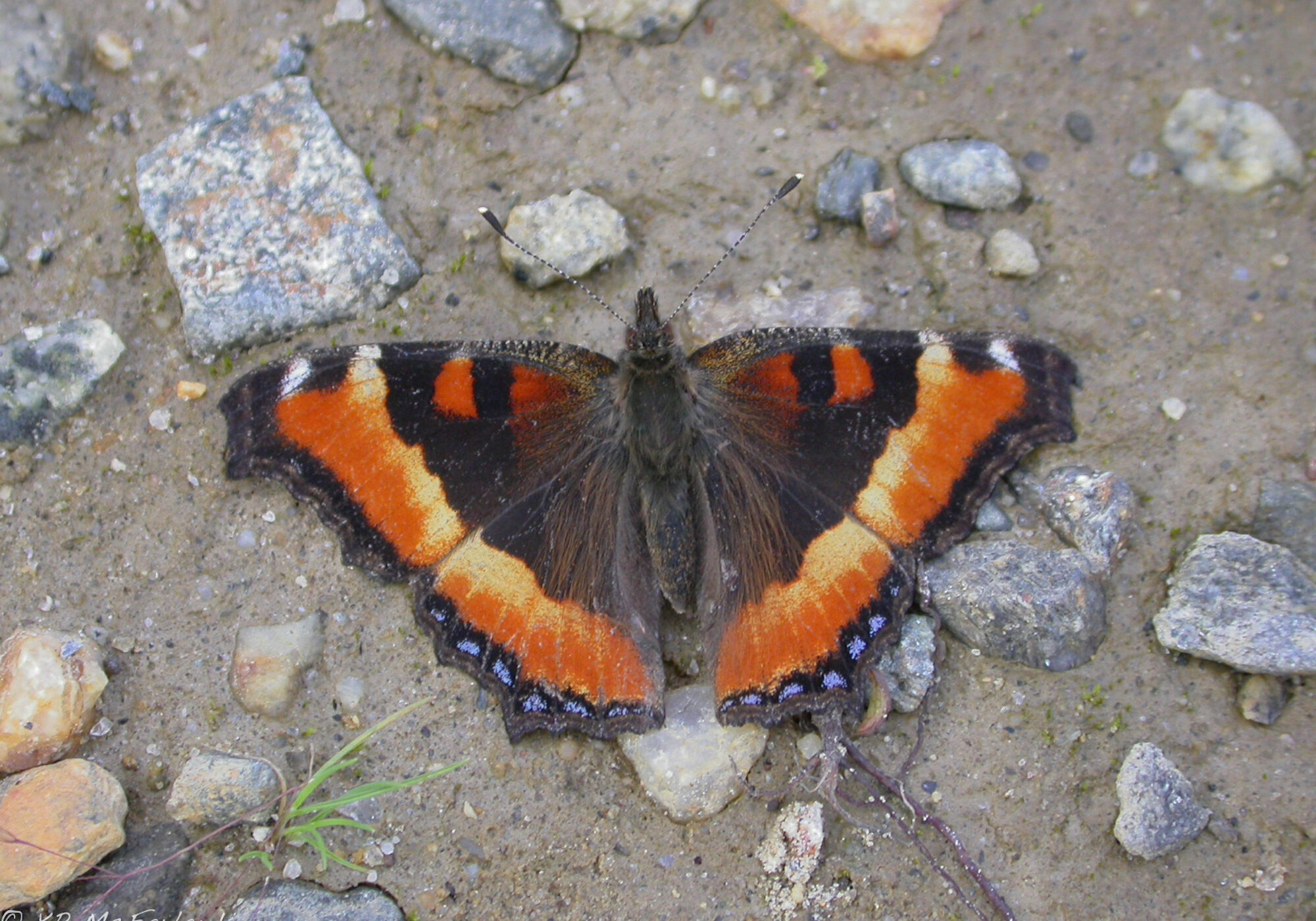 Milbert's Tortoiseshell puddling on a dirt road &copy; Kent McFarland