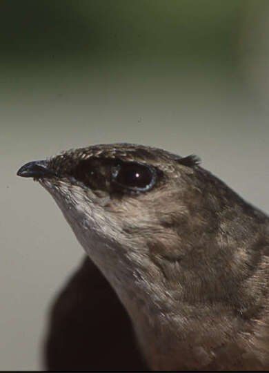 Close up of a Chimney Swift head while it is being banded.  &copy; Kent McFarland