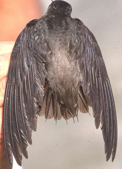 A banded swift from above showing its long wings and specialized tail feathers. &copy; Kent McFarland