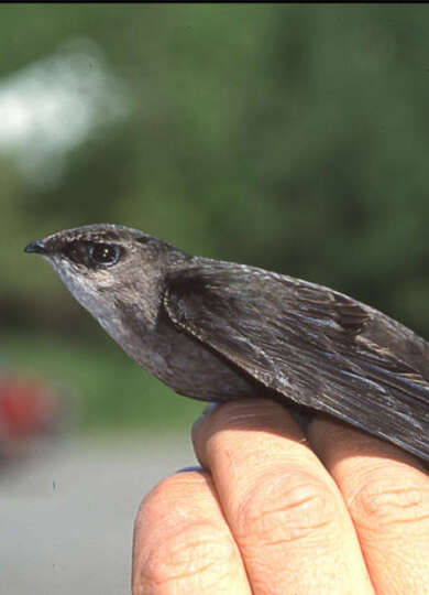 Banded and ready to be released! &copy; Kent McFarland