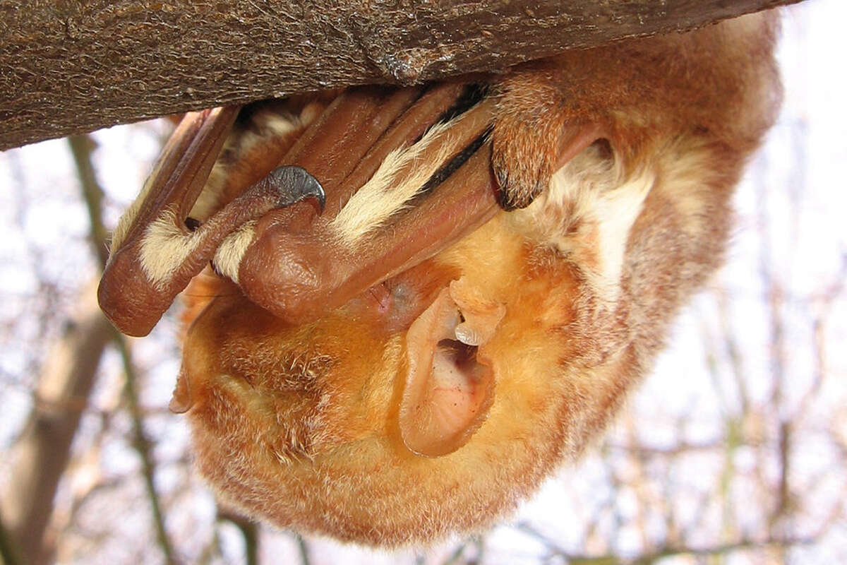 Eastern Red Bat roosting while on migration.  &copy; Anita Gould