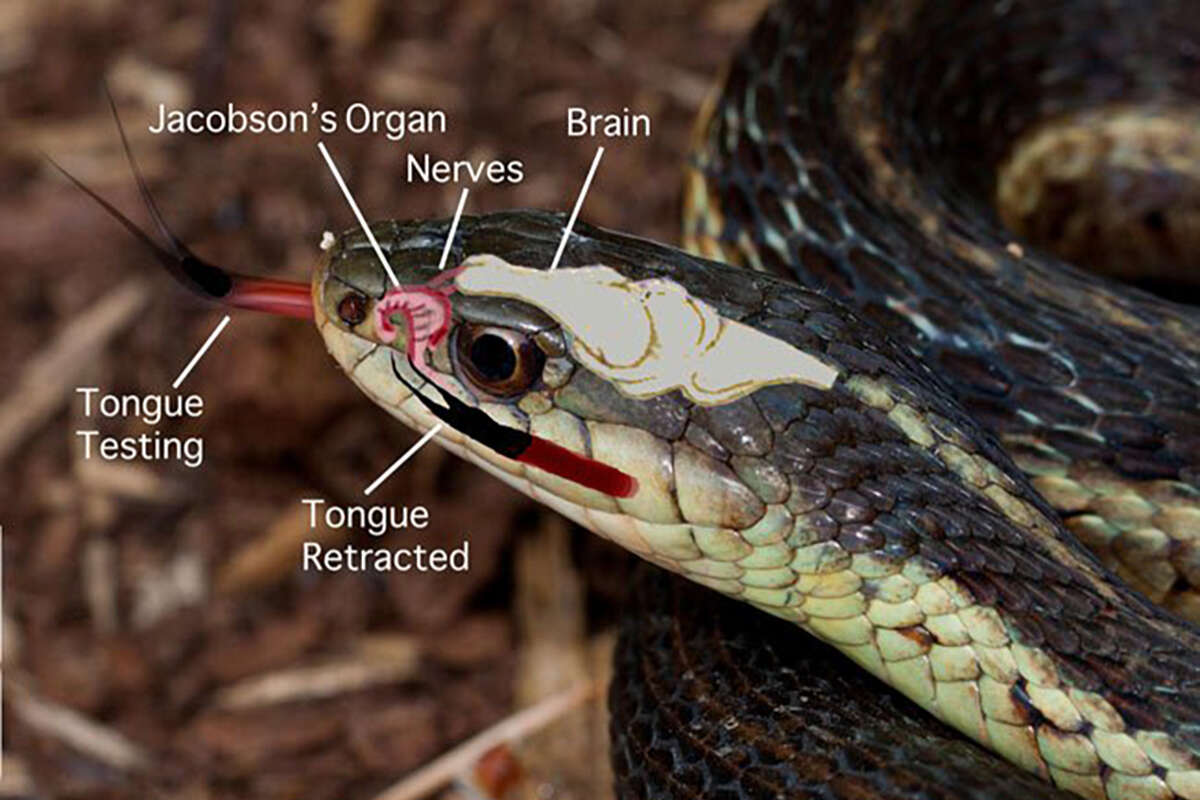 Schematic of a the olfactory organs used by an Eastern Garter Snake.  &copy; Kent McFarland