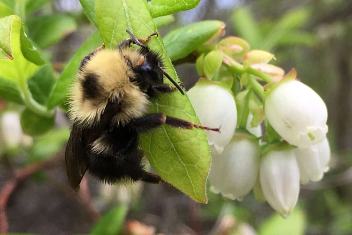 Bumble bee visiting a blueberry flower. See https://www.inaturalist.org/observations/12807025. &copy; Leif Richardson