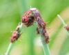American Dog Ticks on a blade of grass