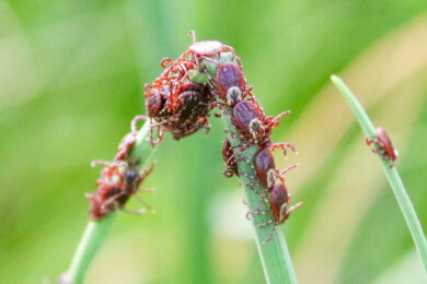 American Dog Ticks on a blade of grass