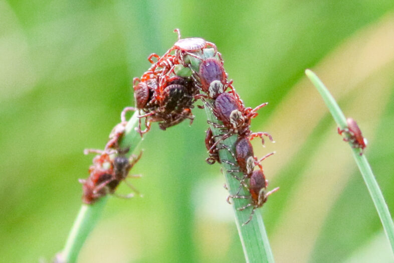 American Dog Ticks on a blade of grass