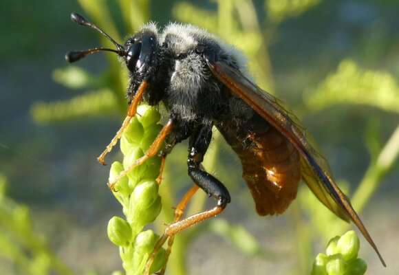 Adult Giant Birch Sawfly.  &copy; raffib128 - https://www.inaturalist.org/observations/126096055