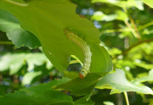 Rosy Maple Moth larva &copy; Desiree Narango