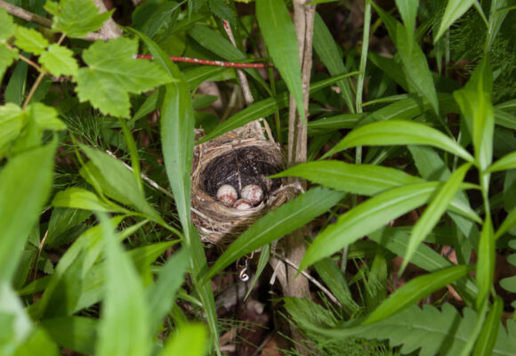 Black-throated Blue Warbler nest &copy; Kent McFarland