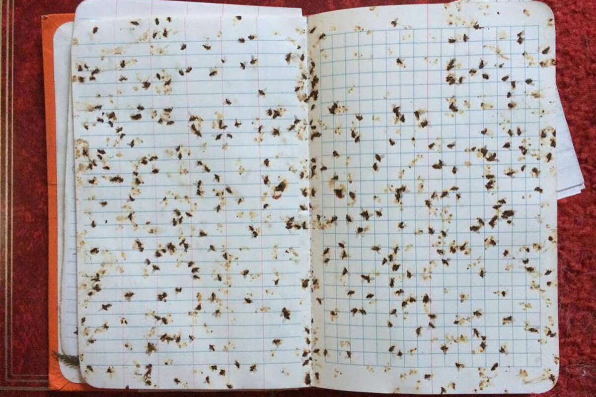 Noel Dodge decided to survey blackflies while we banded a Bicknell's Thrush on Stratton Mountain. His method? Field notebook slaps. Here's a few minutes work on June 16, 2002. Field work can be tough. Imagine our necks and ears after that morning! &copy; Noel Dodge