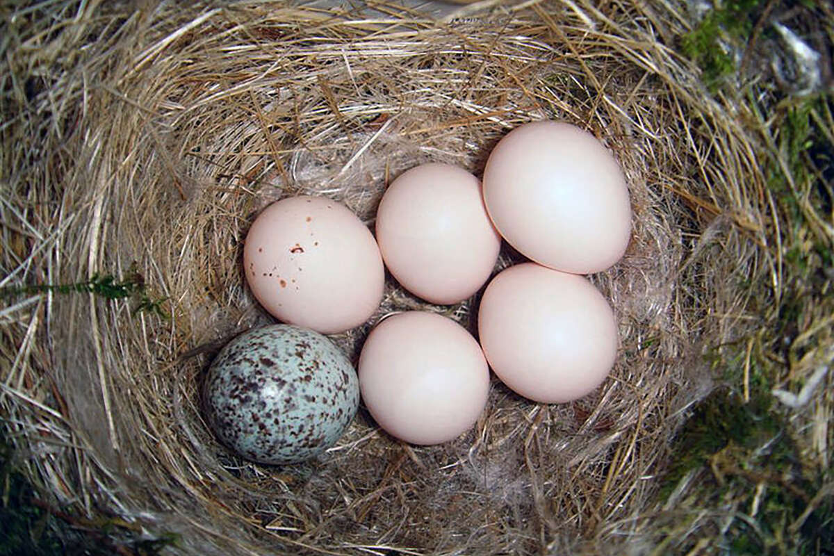 An Eastern Phoebe clutch with a Brown-headed Cowbird egg. &copy; Bryan Pfeiffer