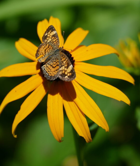 Fall Webworm tent &copy; iNat user rkluzco