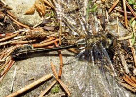 May 2023 Photo-observation of the Month