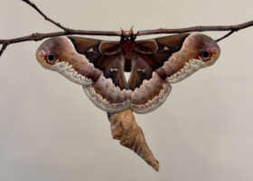 Field Guide to June 2023