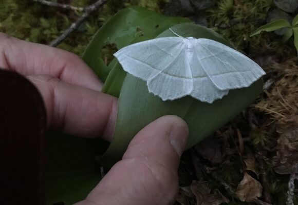 Tree Lungwort (Lobaria pulmonaria) &copy; iNat user michaeloc8n