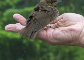Dodging Downpours on Mansfield