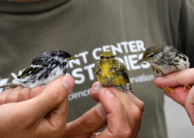 The Road (that Used to Be) Less Traveled: Off-trail Hiking, The Catskills and Montane Birds