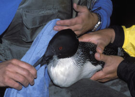 The Caretakers: Reflections from 40 Years of Loon Volunteers