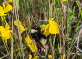 How I Became a Bee Expert