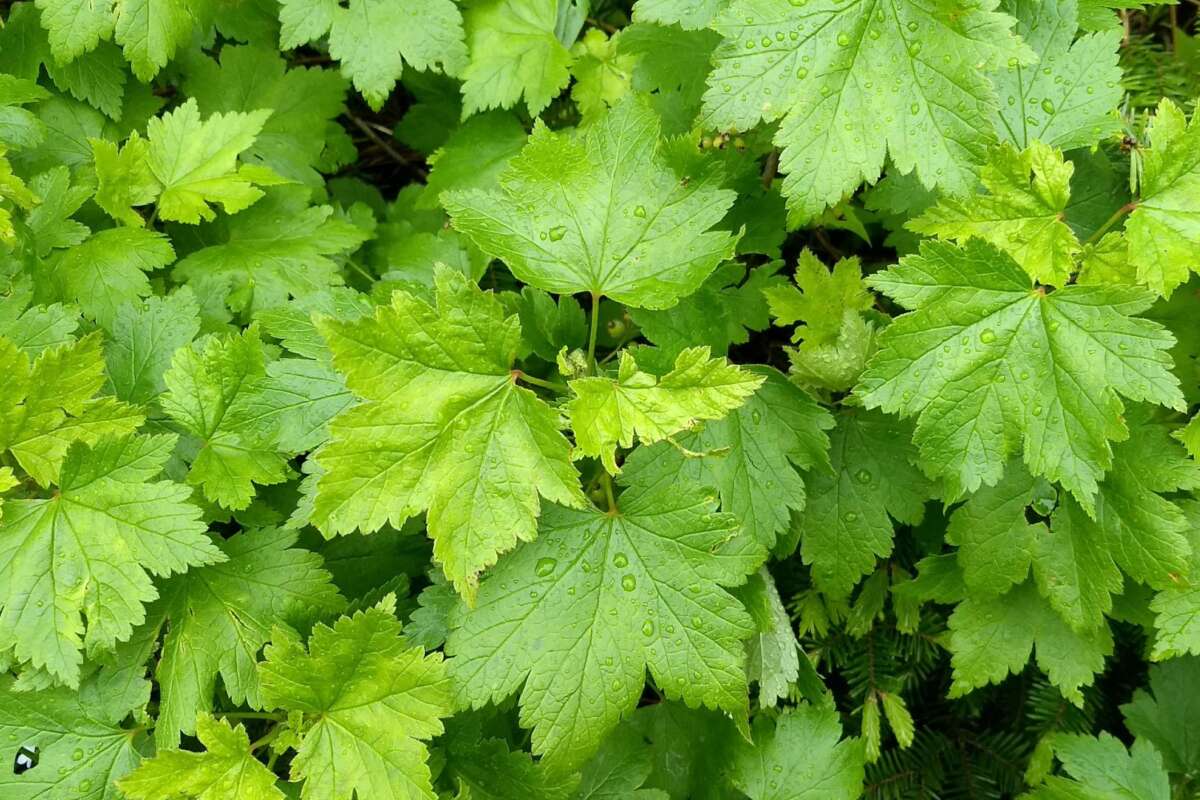 A pungent Skunk Currant growing along a hiking trail on Mount Mansfield, Vermont. © Jason Hill