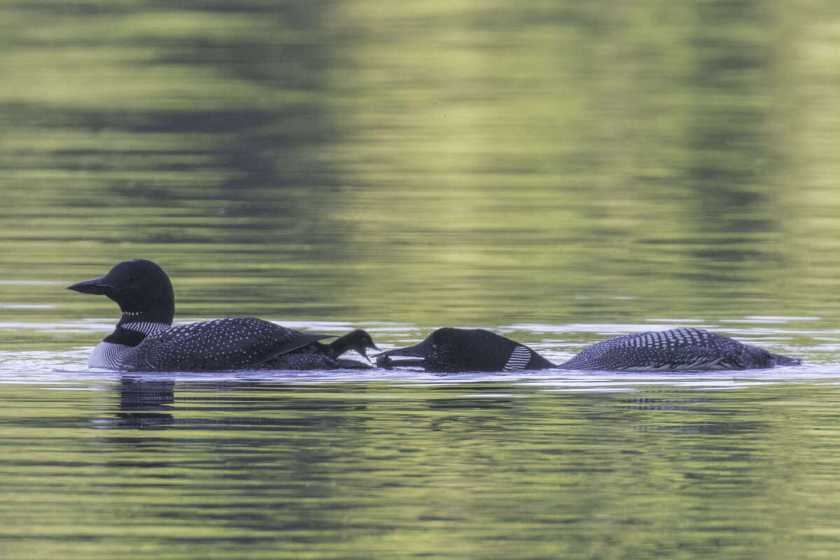 Common Loon feeding a chick © Elinor Osborn