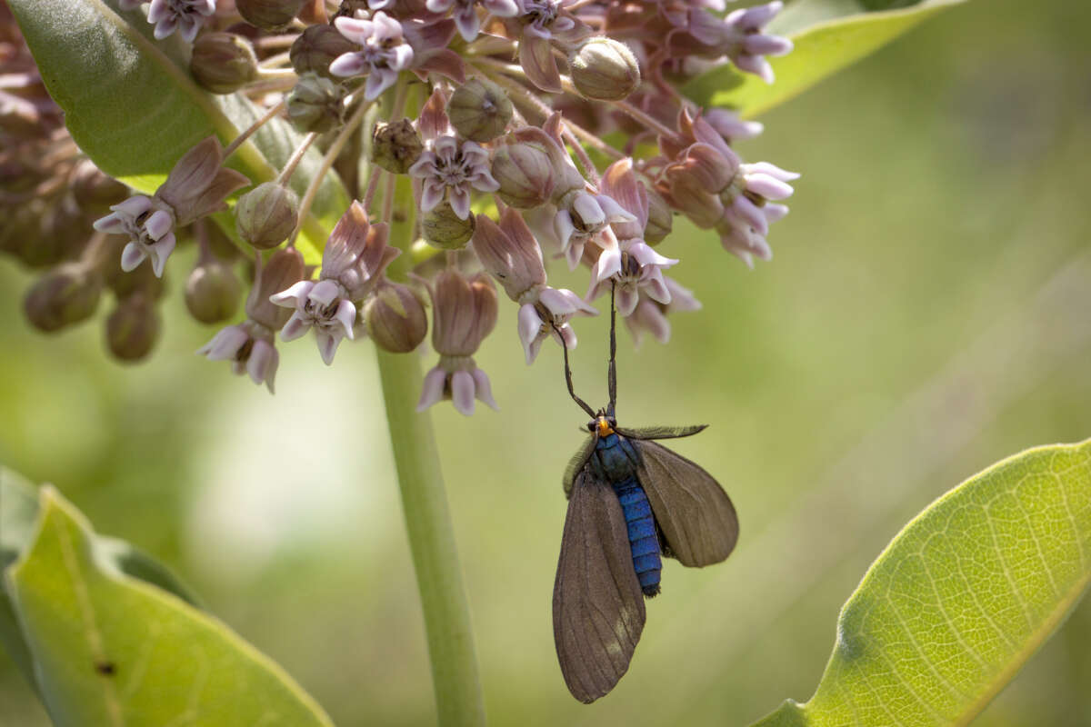 Virginia Ctenucha <i>(Ctenucha virginica)</i> trapped © Kent McFarland