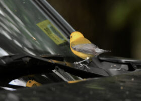 June 2023 Photo-observation of the Month