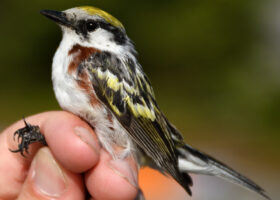 Mansfield Continues to Provide New Experiences, New Surprises, and New Research!