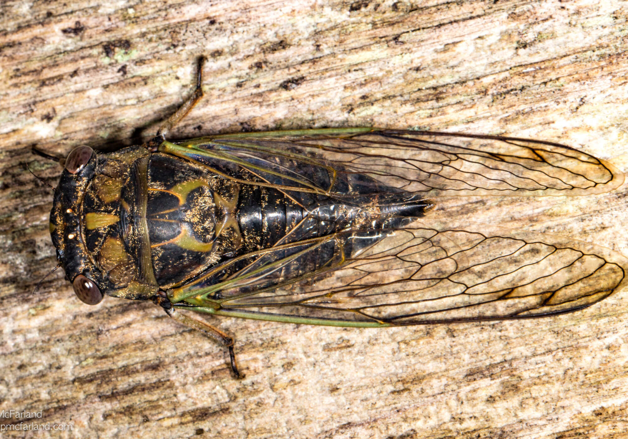 Northern Dog-day Cicada &copy; © Kent McFarland