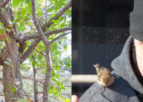 Vermont eBird Volunteer Data Experts Retire