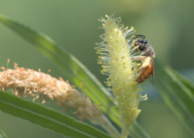 July 2023 Photo-observation of the Month